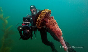 HH Sea Nettles