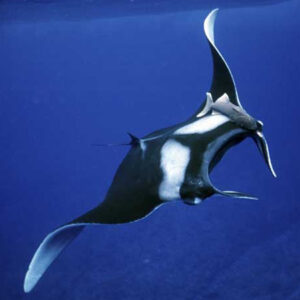 Mantas