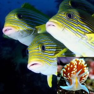 Versatile Fish